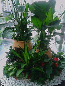 广州花木出租公司