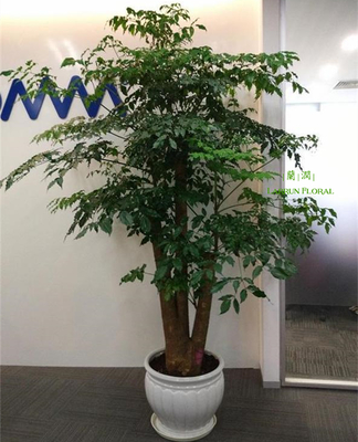 杭州花卉租赁-杭州花卉租赁-杭州植物出租-杭州花卉租摆