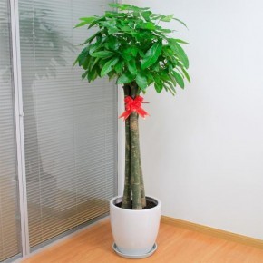 常州绿植租摆,厂区办公室盆景出租销售