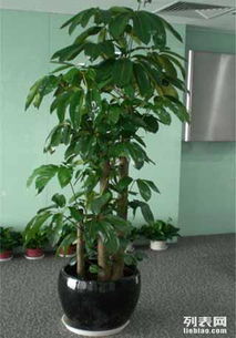 泉州绿源花卉专业绿植租摆承接公司租花盆栽租赁