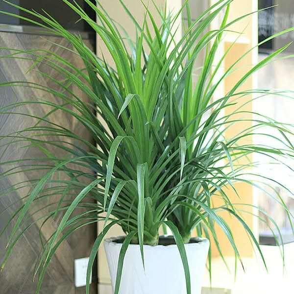 春天,哪些花卉 需要 换盆 哪些花卉根本就 不需要 换