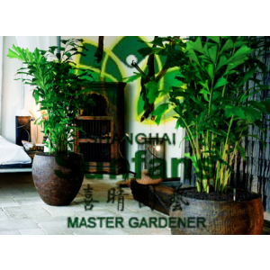 供应上海喜晴园艺:松江区室内绿化绿植盆栽盆景租赁摆放植物养护公司