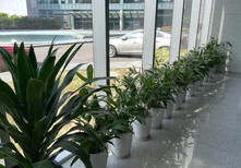 苏州盆栽绿植花卉租赁销售室内绿化会场布置