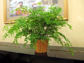 图 植物租赁,花卉租摆,绿植盆栽批发,草花种植,蝴蝶兰 上海鲜花绿植