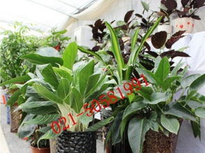 图 张江花卉绿植盆栽多肉植物租赁租摆绿化养护专业正规 上海鲜花绿植