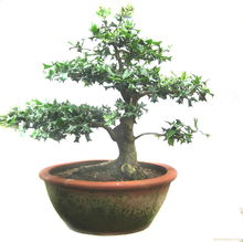 上海盆景租赁公司