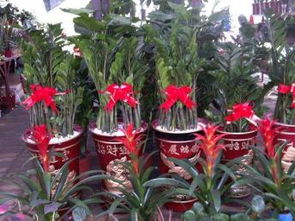 图 武汉绿植租赁,花卉租摆,办公室植物盆栽租赁与养护 武汉鲜花绿植