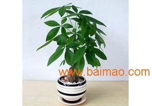 有口碑的花木租赁公司推荐 武汉花木租赁,有口碑的花木租赁公司推荐 武汉花木租赁生产厂家,有口碑的花木租赁公司推荐 武汉花木租赁价格