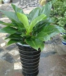 海南钢板桩新闻 优惠的海南钢板桩租赁服务哪里有提供