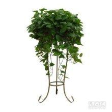 绍兴地区专业绿植租摆,植物租赁,办公室植物租赁