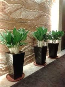 番禺绿化植物租赁 盆栽盆景出租 鲜花花卉摆设