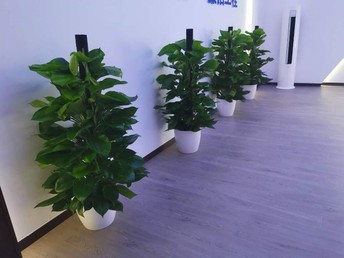 信誉保障,欢迎来电 延庆绿植租赁花卉租摆盆栽租赁