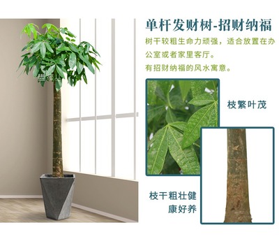 发财树盆栽开业乔迁送礼武汉公司绿植租摆办公室植物租赁