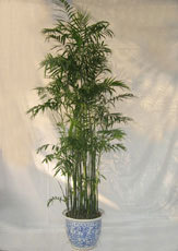 找上海/植物租摆/室内/花卉/盆景/租赁/鲜花/花篮/价格的夏威夷椰子-浦东植物租摆|浦东植物租赁|浦东植物养护价格、图片、详情,上一比多_一比多产品库