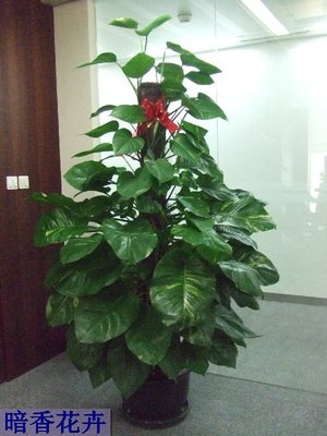 ,武汉盆景出租,武汉出租盆景,武汉月租盆景,-树木盆景|绿化苗木|农业&ndash;光波网