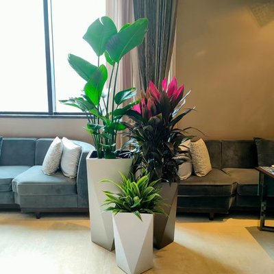 绿嘉园艺 盆景绿植租摆 专业办公室花卉租赁 艺术盆栽绿植出租