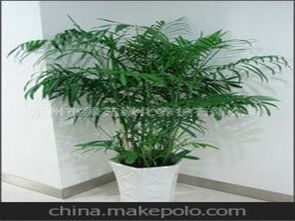 绿色环保盆栽供应商,价格,绿色环保盆栽批发市场 