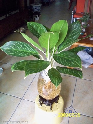 杭州花卉租赁,富阳绿植租赁,植物租赁,花木出租,盆景租赁_杭州植物租赁|滨江花卉出租|萧山花木租摆|杭州租摆花卉|杭州绿植租售|富阳花卉租赁|钱江新城绿化租赁