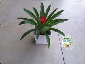 图 绿植租赁 花卉租赁 盆栽租摆 价格优惠 徐汇 静安 上海鲜花绿植