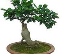 武汉一流的盆景租赁公司【推荐】,武汉盆栽租赁图片|武汉一流的盆景租赁公司【推荐】,武汉盆栽租赁产品图片由武汉市众芳园艺公司生产提供-