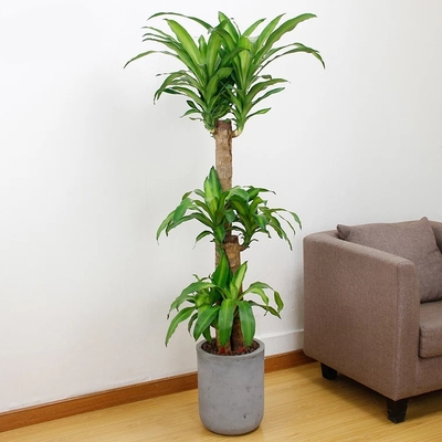 植物盆栽 绿色植物 植物租赁 发财树 绿萝 天堂鸟 巴西木 幸福树