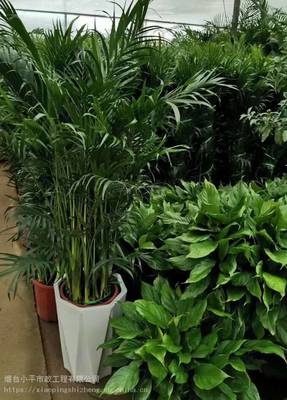 烟台青岛威海专业花卉绿植盆栽租赁租摆