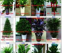 花卉盆景销售热卖促销