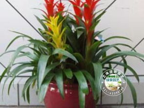 图 绿植租赁 花卉租赁 盆栽租摆 价格优惠 徐汇 静安 上海鲜花绿植