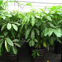  河源市花仙子鲜花店 主营 鲜花 盆栽 花篮 鲜