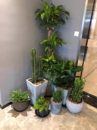 杭州办公室绿植盆栽租摆、园艺绿化工程、植物批发