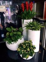 绿植租摆批发价格