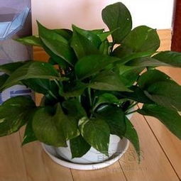 【植物租赁信息提供安全的绿化租赁】-