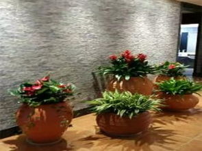 成都办公楼绿植租赁推荐：提升办公环境与效率的盆栽选择