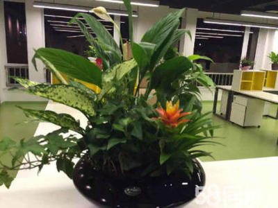 绿植租摆与租赁 现代空间美化的灵活解决方案