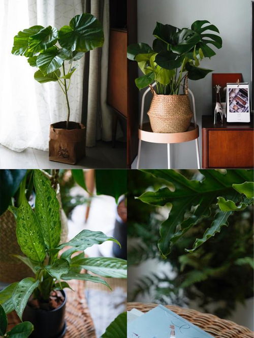 让家里变身植物园 花卉绿植购买与盆栽租赁的平衡之道