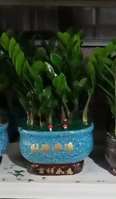 南宁青秀区绿植盆景花卉全方位服务指南 出租、批发、养护与租赁