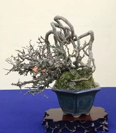 京都小盆栽雅风展精品赏析与租赁服务