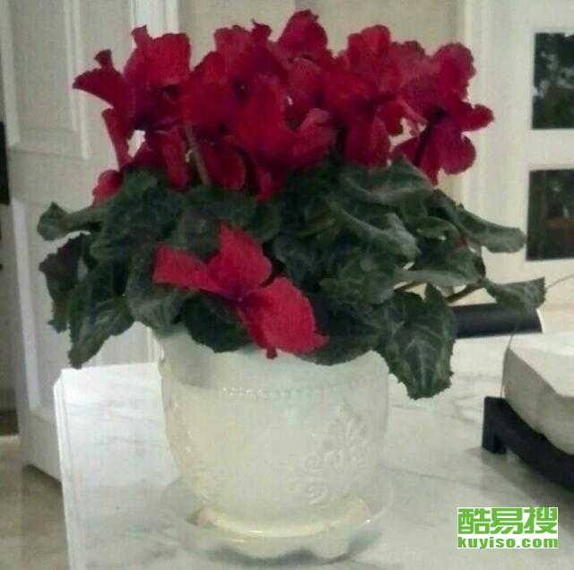 成都酷易搜盆栽租赁 绿意生活，便捷无忧的选择