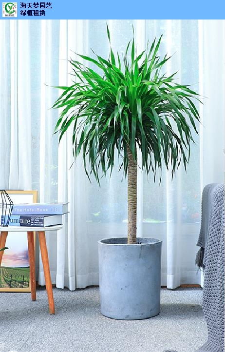 滨湖区区盆栽绿植租赁服务 打造绿色办公与生活空间