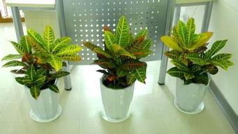 中企盟发布成都花卉盆栽租赁公司品牌排行榜 引领绿植租摆行业新潮流