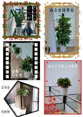 租花乐 企业绿植盆栽租赁,每月500元轻松拥有25盆绿色办公环境