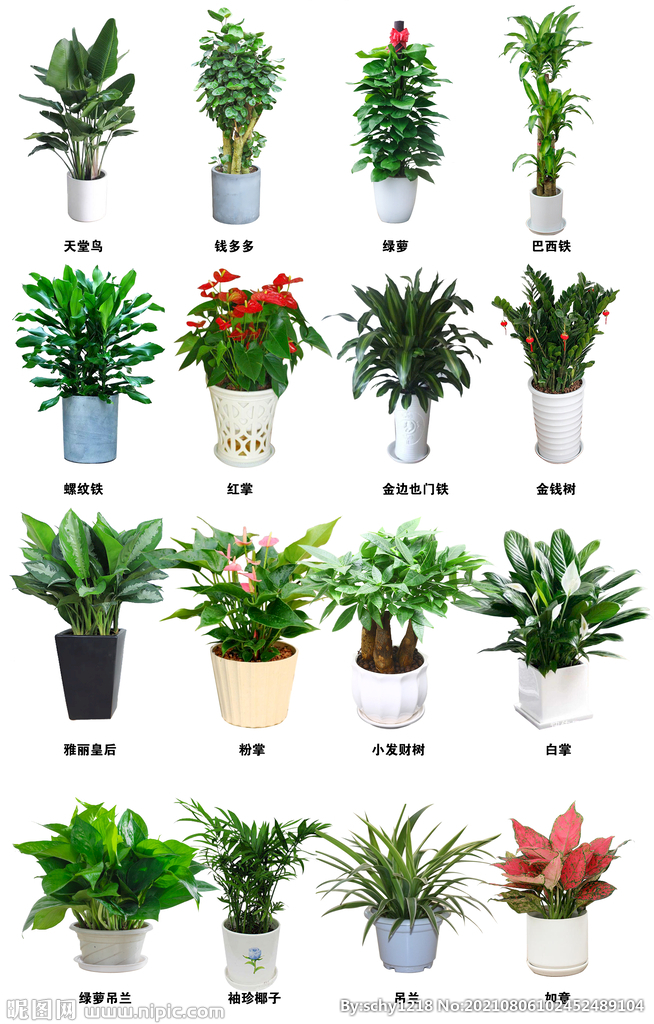 植物盆栽与盆景租摆 绿色办公新选择