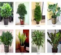 花卉租赁哪家好?盆栽租赁选择全攻略