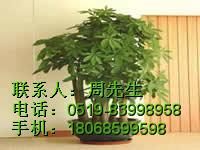 探索常州与江阴盆景租赁市场 大象生态景观的专业盆栽解决方案