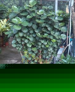 东莞专业盆栽租赁服务 万江、东城、厚街全覆盖