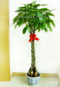 北京海淀区花卉租赁公司 专业鲜花绿植与盆栽租赁服务