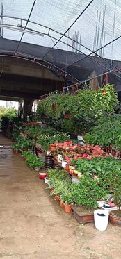 百花园艺 专业绿化工程与花卉盆栽租赁销售服务