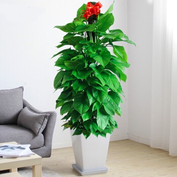 东莞绿植租赁服务 供应非洲茉莉,专业盆景与盆栽租摆解决方案