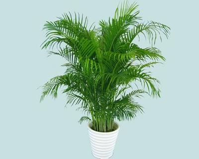 上海室内绿化租赁服务全解析 绿植花卉租摆养护与价格指南