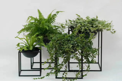 仿真植物盆景报价、厂家信息及盆栽租赁服务指南